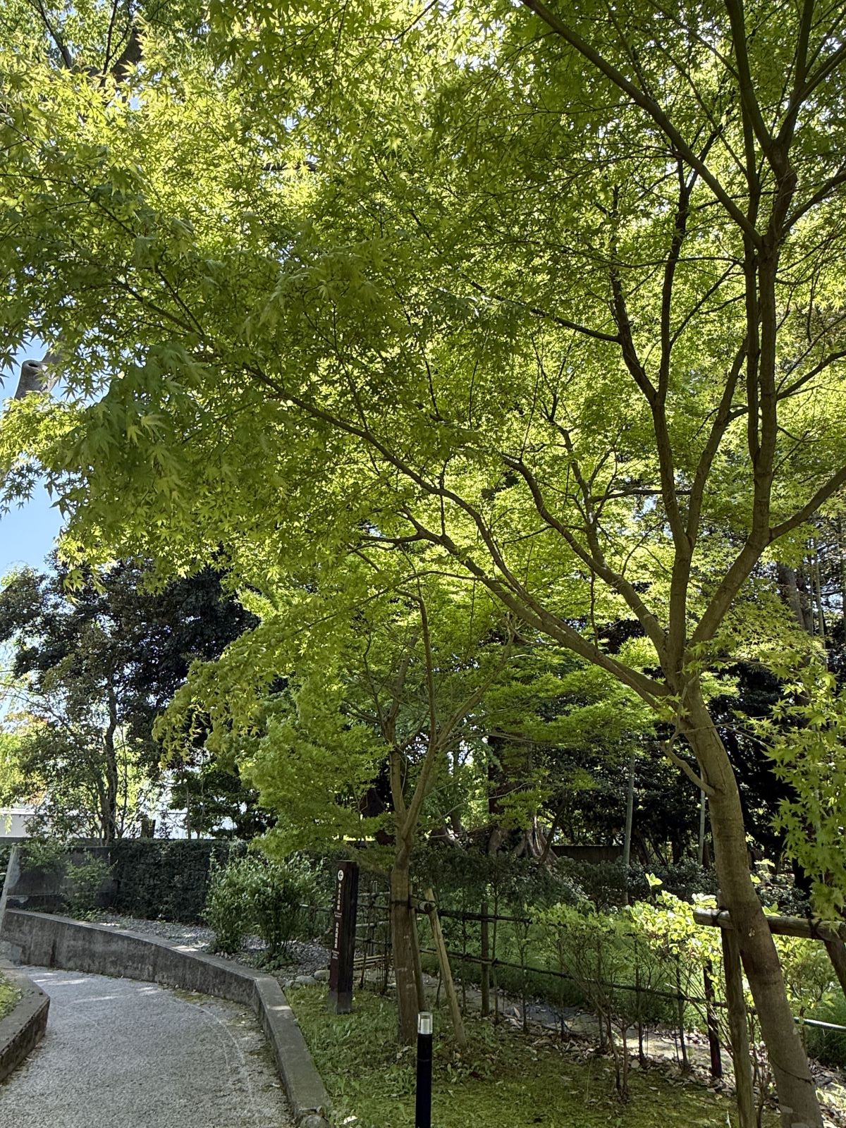 green in honda town